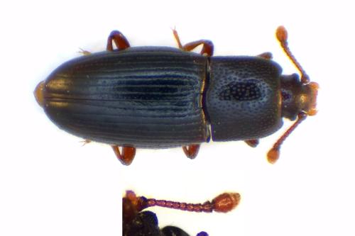 Cerylon histeroides